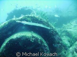 Trumpet fish on the culverts East of the wreck of the Sea... by Michael Kovach 